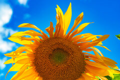 Słonecznie i słonecznikowo ;)