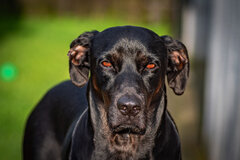 Hator, Hator, Hator ...