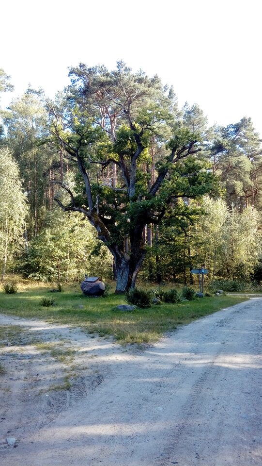 20210812_165203.jpg - jak2109