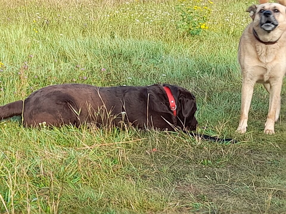 20210813_071246.jpg - bears64