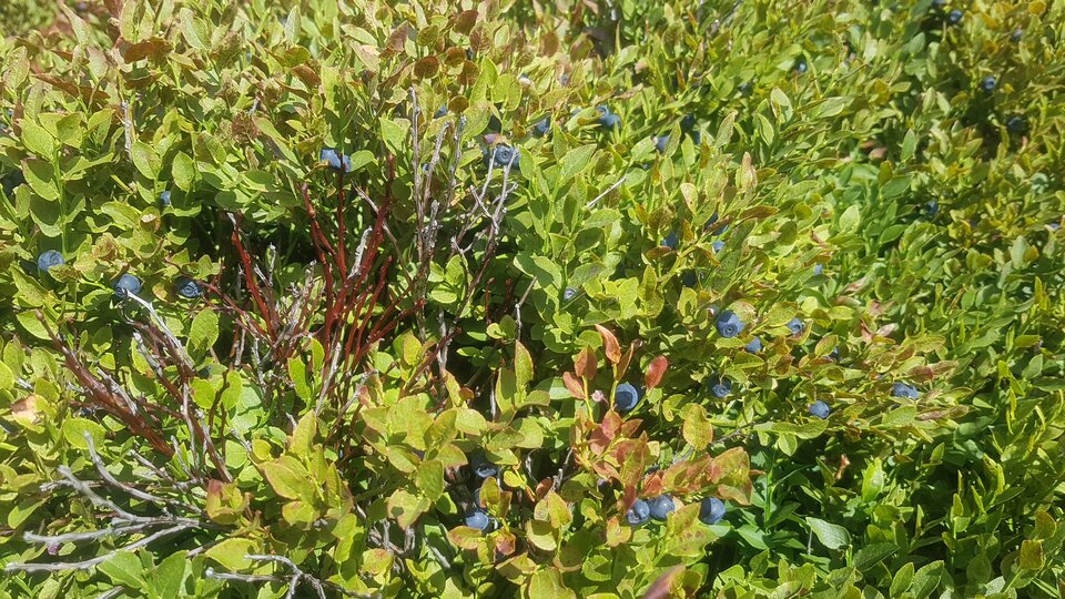 20210730_134755.jpg - matti_25