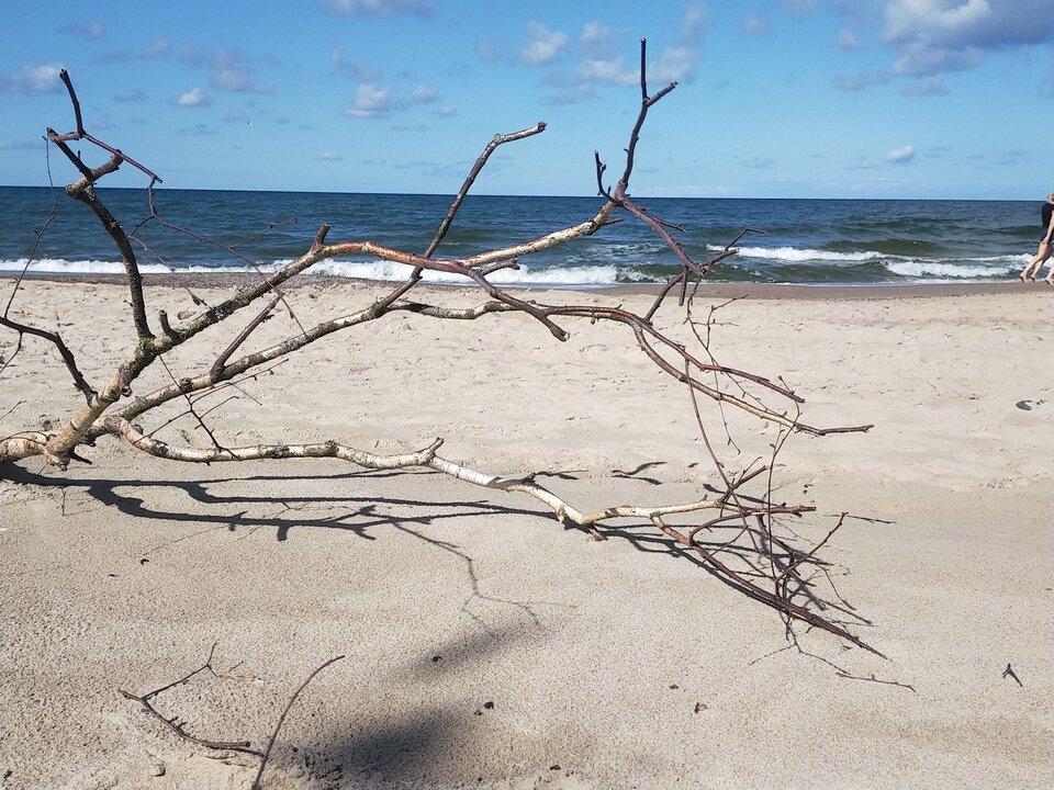 IMG20210821112634.jpg - PluszowyMisio