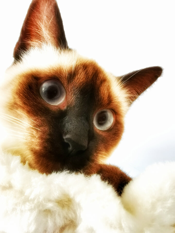 Co ja pacze. Kot podglądacz. - tozcok