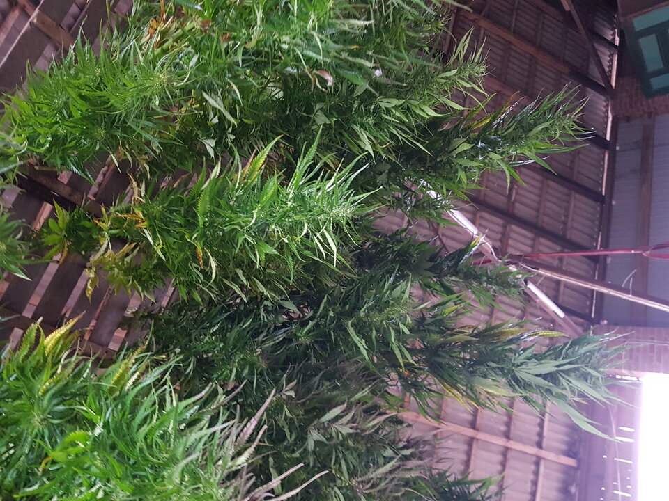 16299891947193632378409131863912.jpg - plus1988