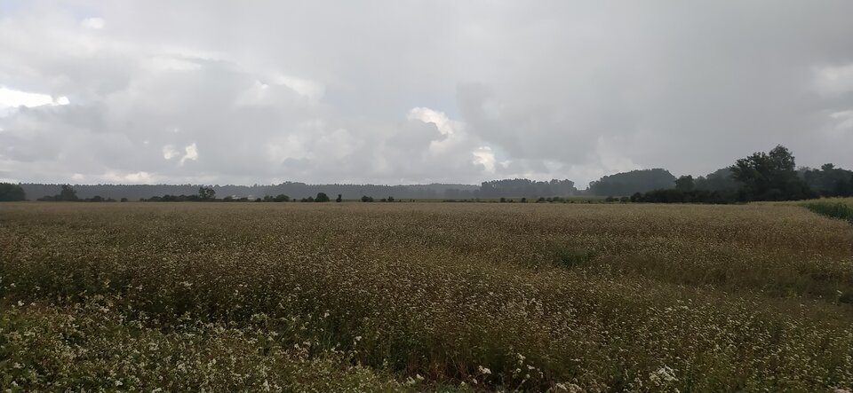 IMG_20210827_112318.jpg - Lewar80