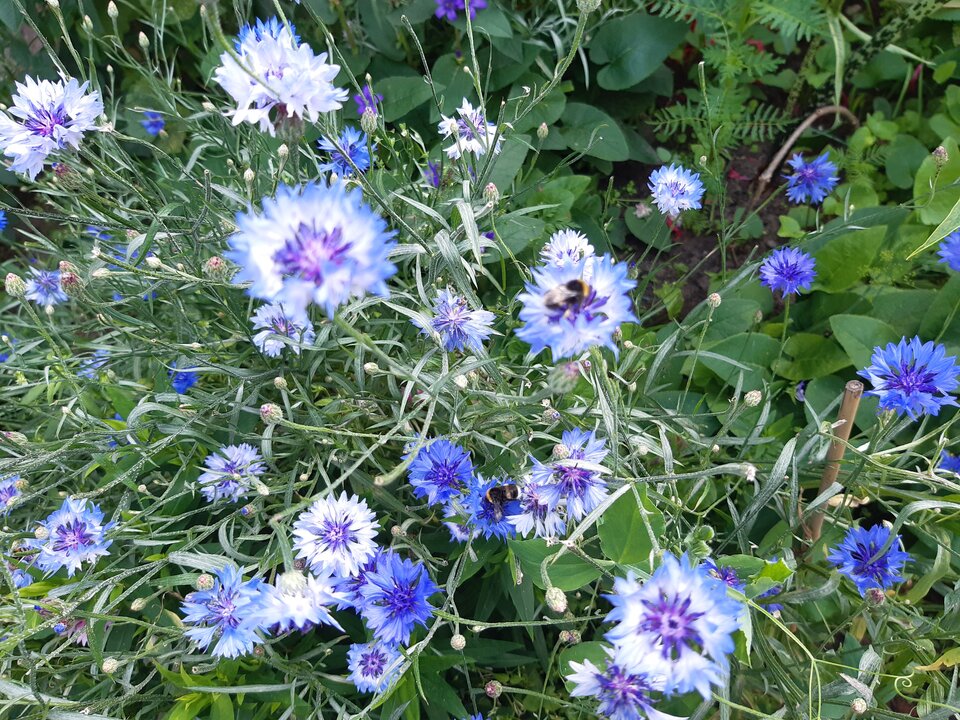 20210712_140104.jpg - torii99