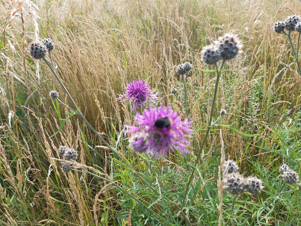 20210628_085648.jpg - torii99
