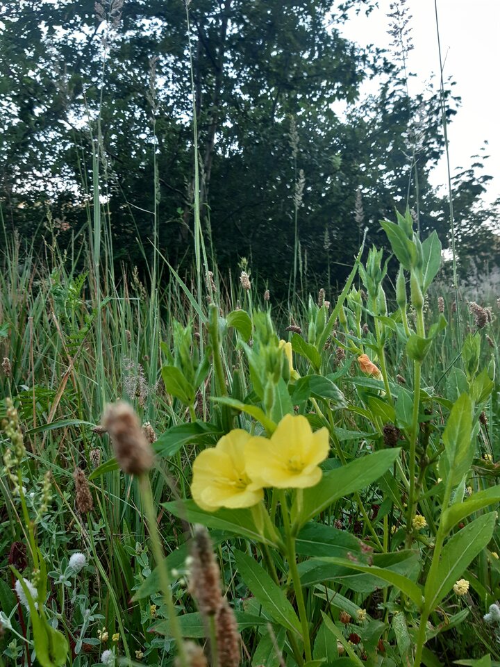 20210718_053441.jpg - torii99