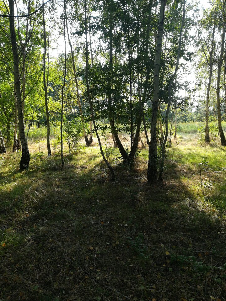 16307378148877027716317350154075.jpg - wojtek198228