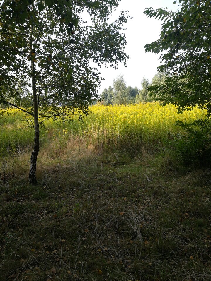 16307379377934848330567553725522.jpg - wojtek198228