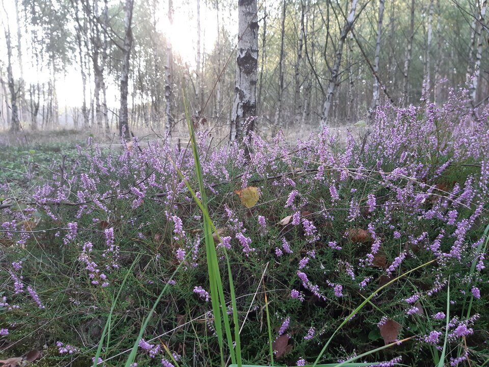 20210904_181339.jpg - torii99