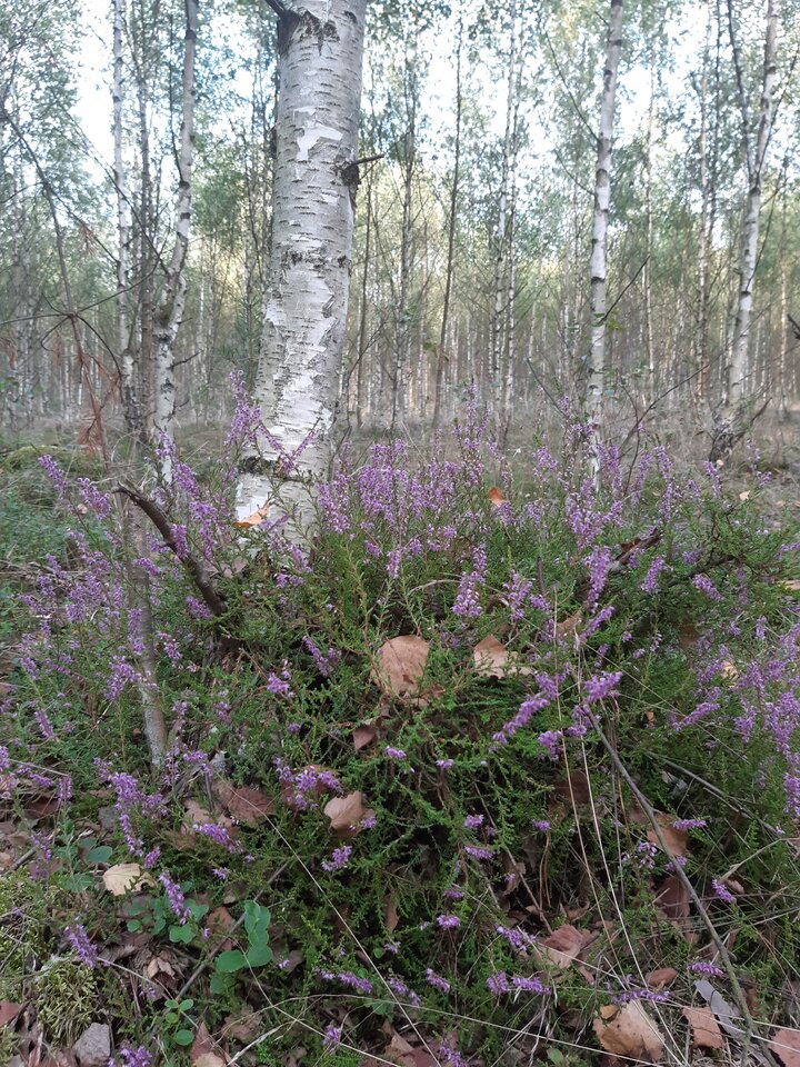 20210904_181504.jpg - torii99
