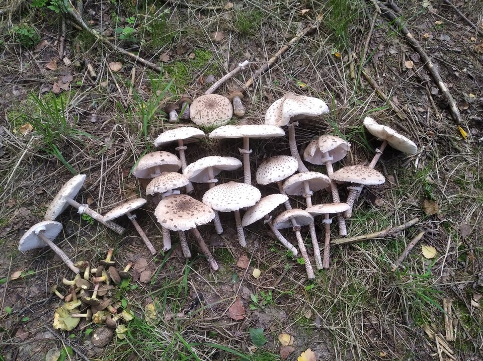 IMG_20210904_182300.jpg - Hard_Rock_Cafe