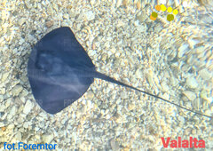 Valalta 2021 ciałko.jpg