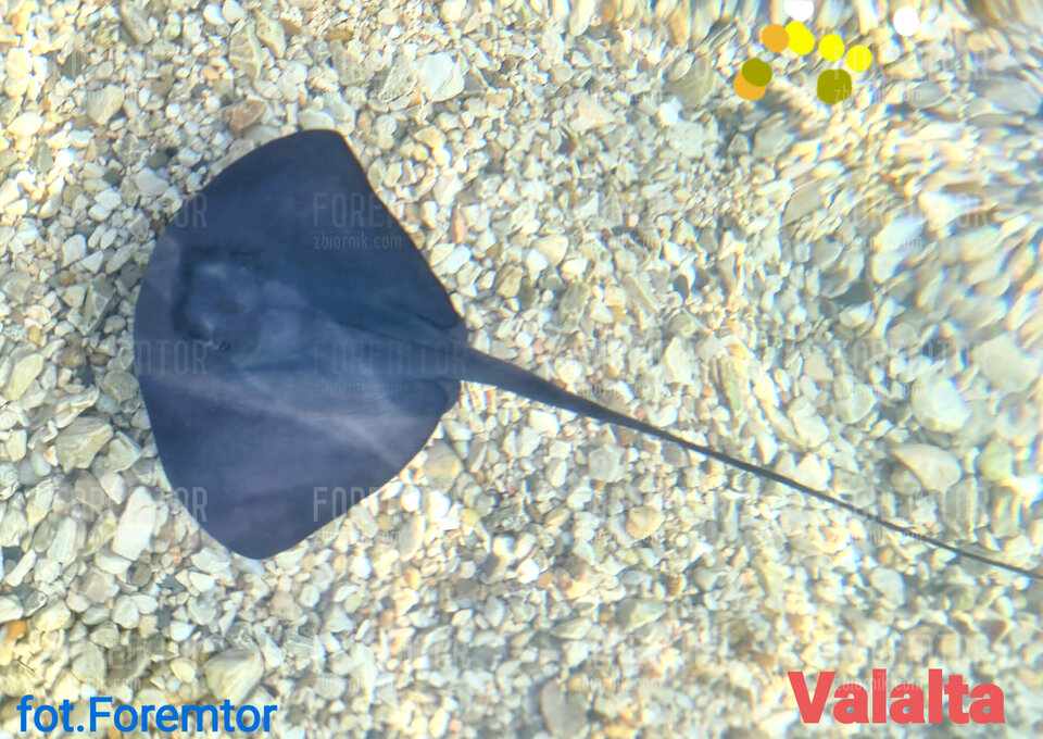 Valalta 2021 ciałko.jpg - foremtor