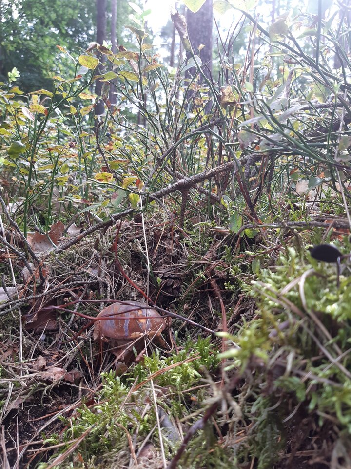 20210905_130200.jpg - torii99