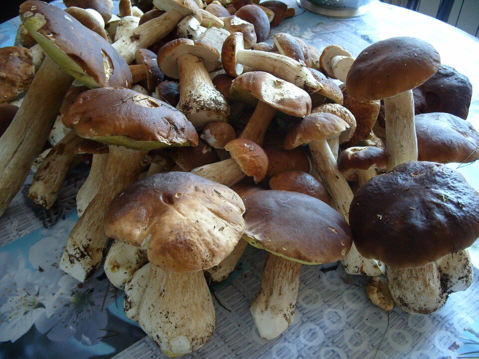 S1056617.JPG - ziikos