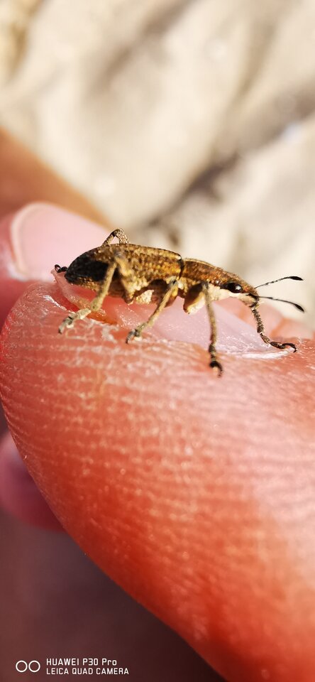 IMG_20210907_140703.jpg - Buziak81