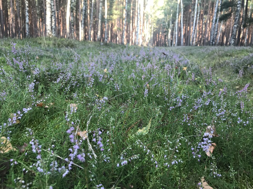 1AB1AC96-3282-44BC-B22A-6DB049941076.jpeg - DlaDam77