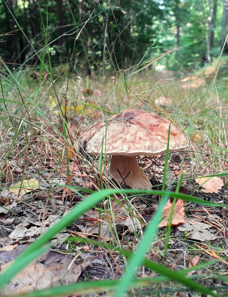 20210912_130753.jpg - Alien65