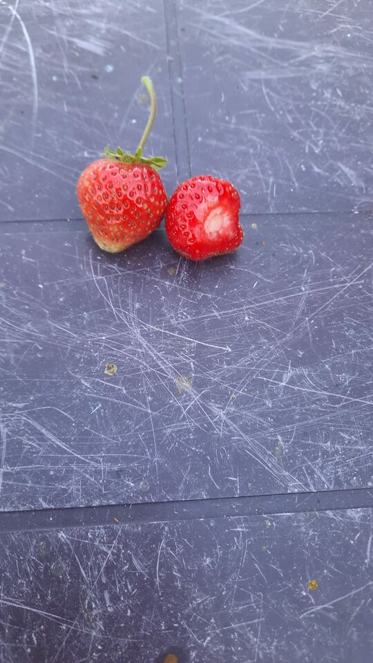 IMG-20210913-WA0002.jpg - jareckii