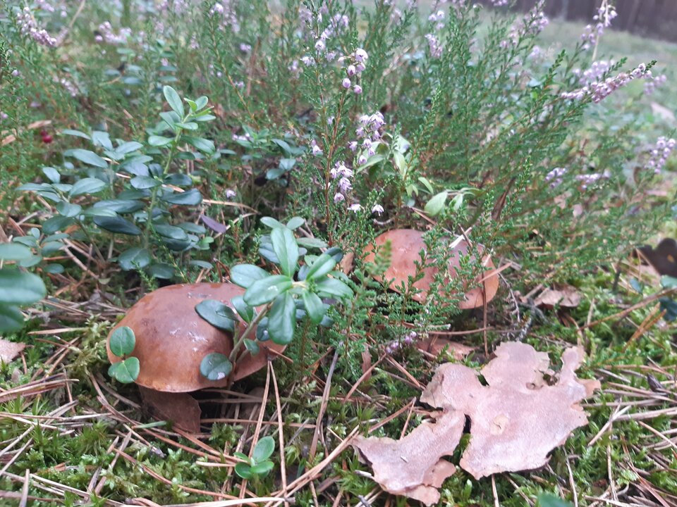 20210913_163936.jpg - torii99