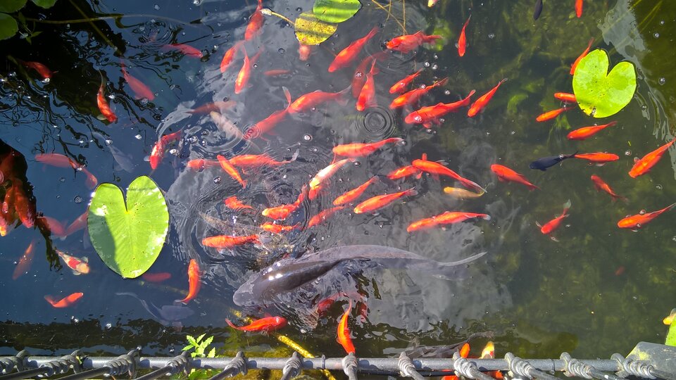  3586.jpg - Zielonookaa20