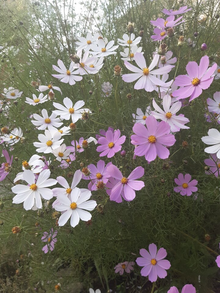 20210906_143309.jpg - torii99
