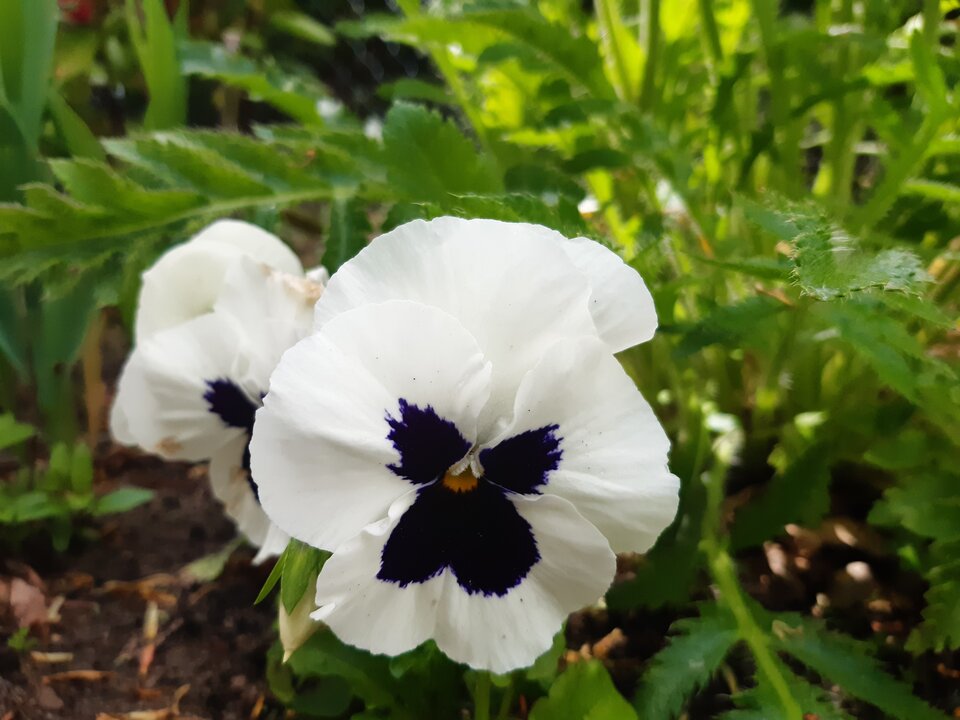 20210523_125020.jpg - torii99