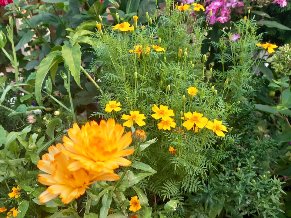 20210925_182435.jpg - torii99