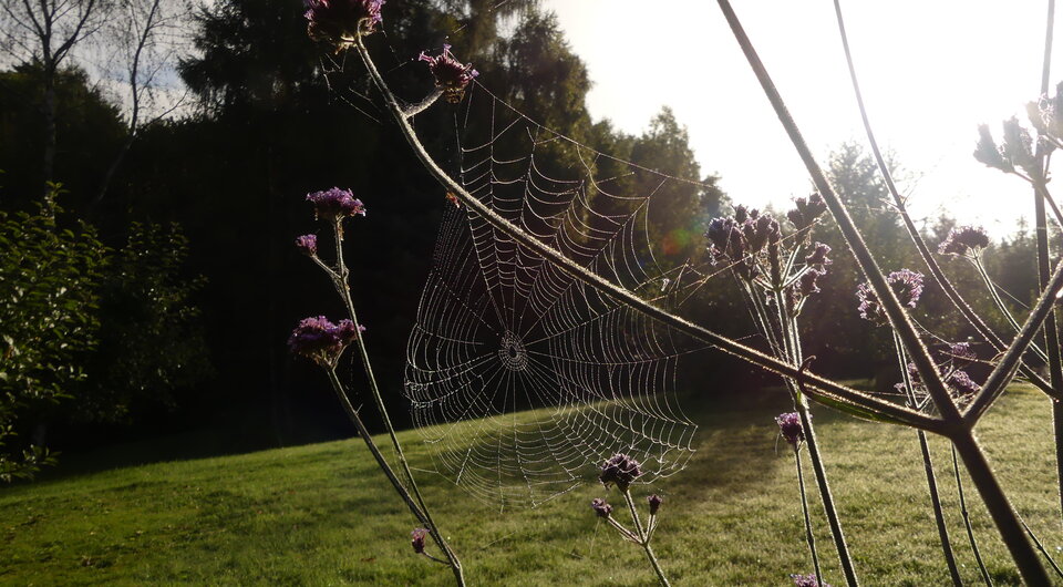 Taki dzisiaj poranek :) - Aniolkidwa