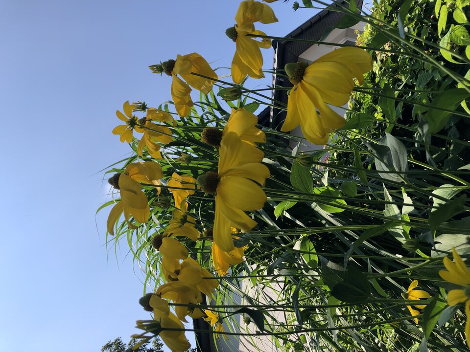 5EF269E9-6C50-4BF9-8112-BE29628910BB.jpeg - Arturo3883