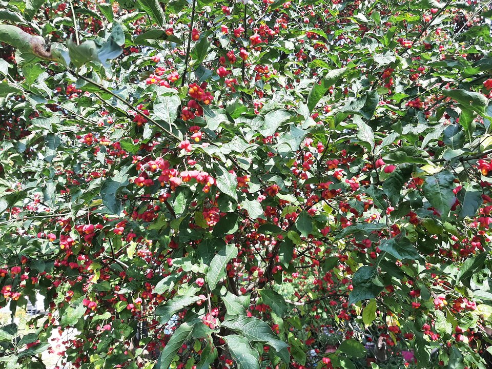 20210929_125216.jpg - Krzyszto1234