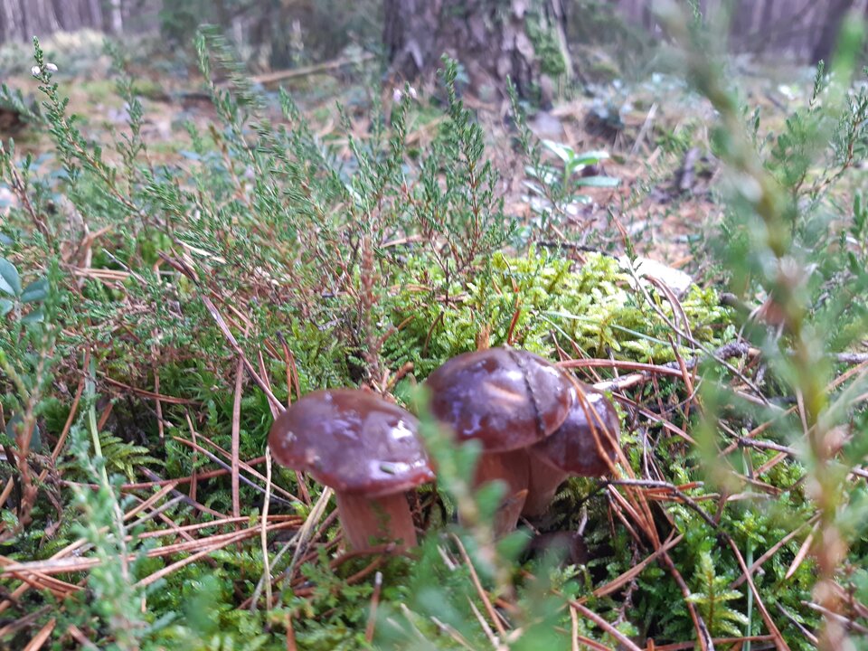 20210929_114830.jpg - torii99