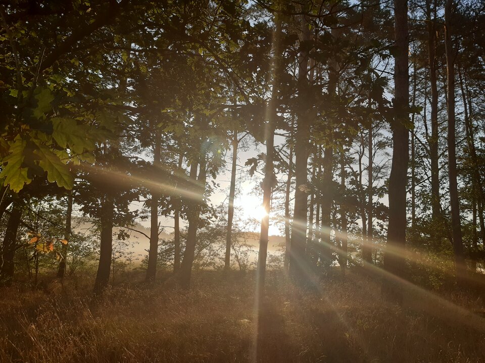 20210718_055021.jpg - torii99