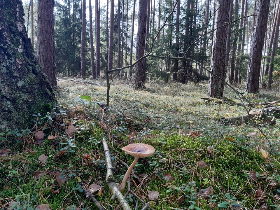 20210929_122017.jpg - torii99