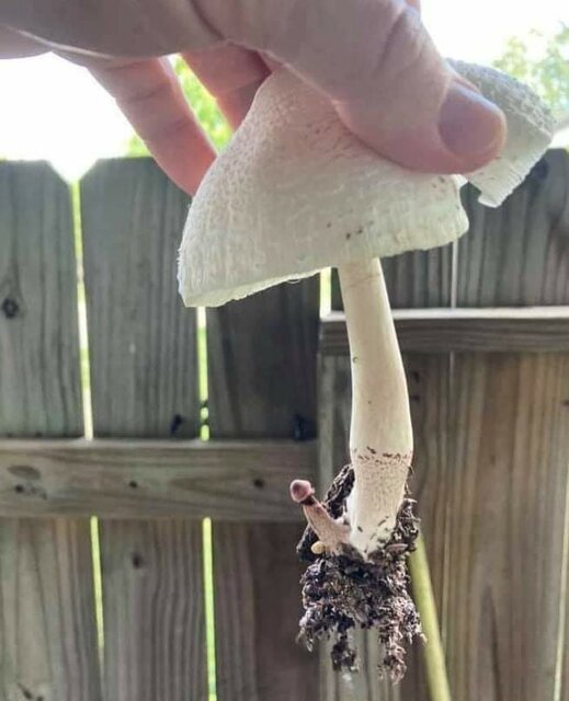 attach.jpg - Wookie42