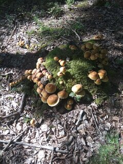 kolonia w lesie 🌲🌲🌲🌲🍄🌲🌲🌲