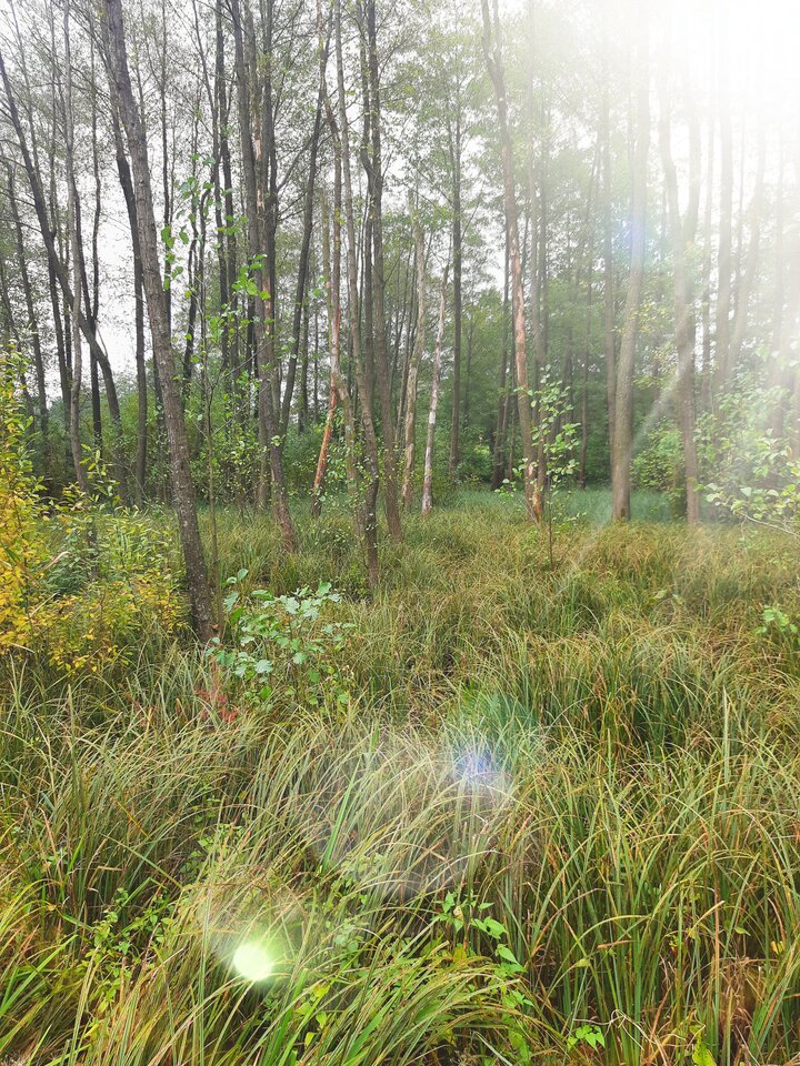 20211002_131822.jpg - dino8