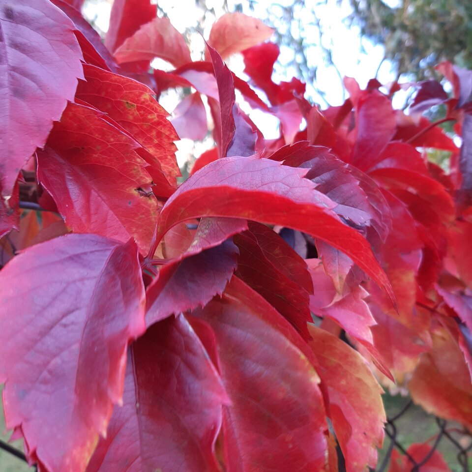 Jesień jestak samo piękna jak dojrzałość - Nikt_taki