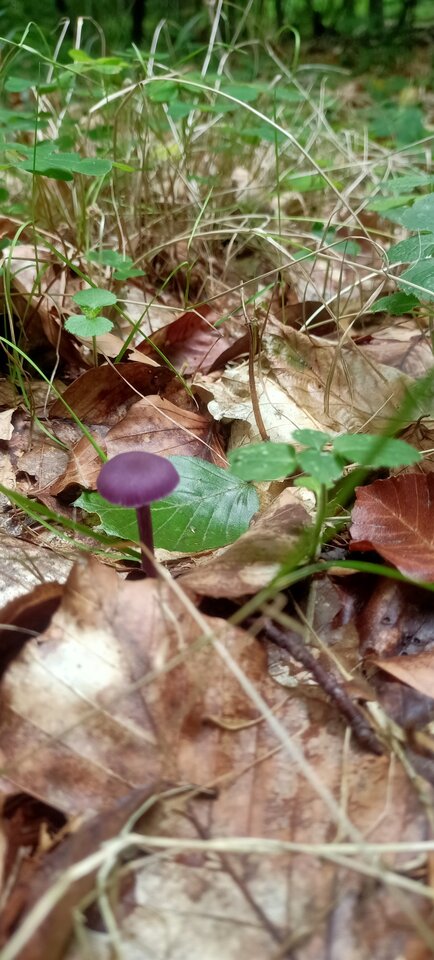 IMG20210929153147.jpg - blackhorseszcz