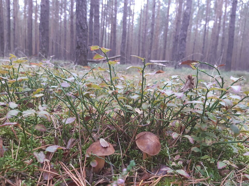 20211004_132014.jpg - torii99
