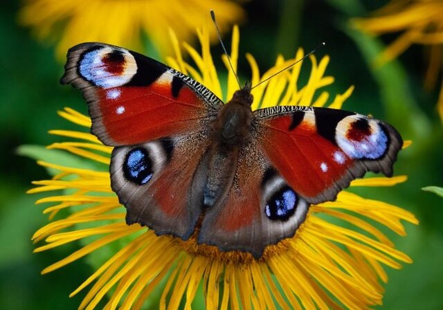 IMG_20211006_105628.jpg - butterflies2