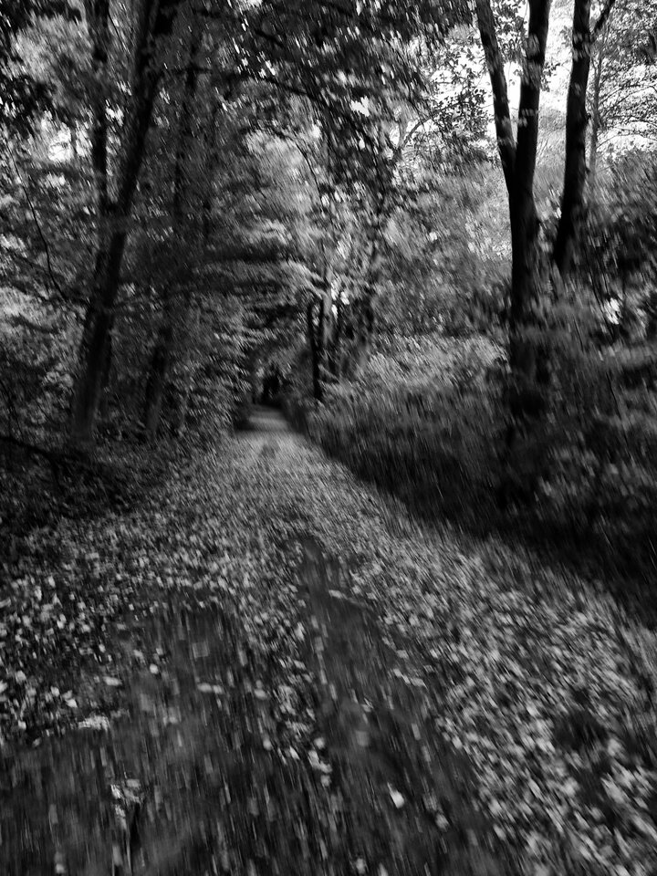 20211006_130428.jpg - dino8