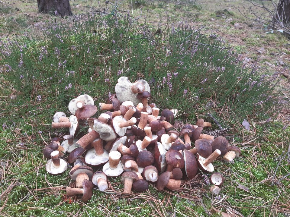 20211004_133425.jpg - torii99