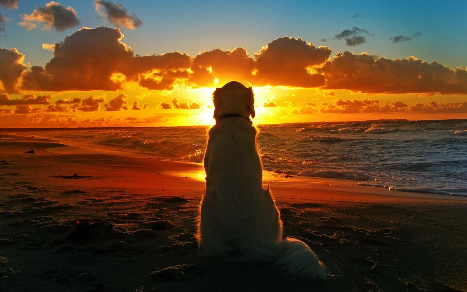 9HNW4Qg-labrador-retriever-wallpaper.jpg - CockSuffocate