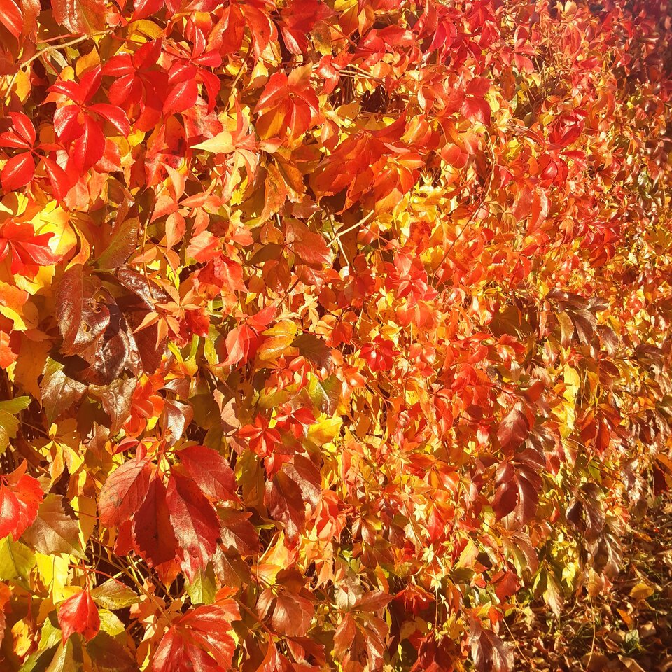 Jesień  jest piękna - Nikt_taki