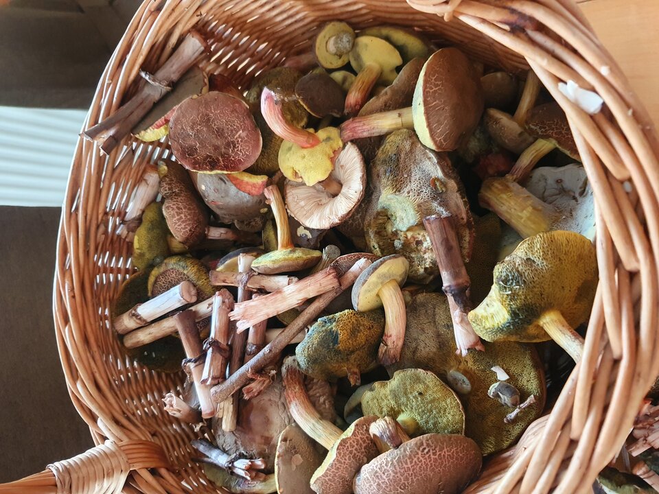 20210903_121053.jpg - NIEWOLNIK_35_