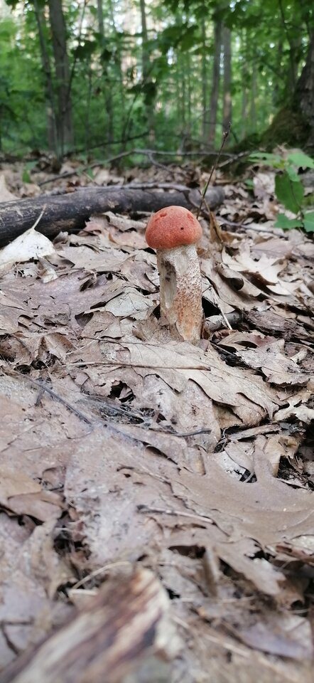 IMG_20210911_082319.jpg - Vmax436