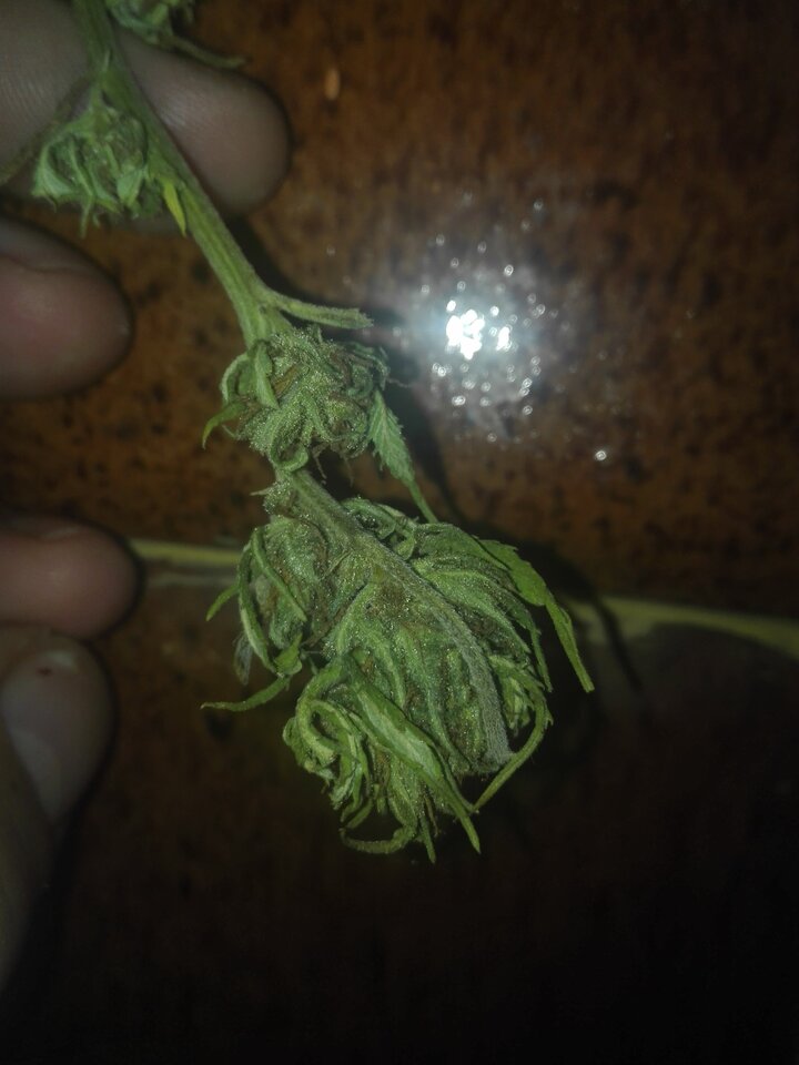 IMG_20211016_081913.jpg - Chydrlallik